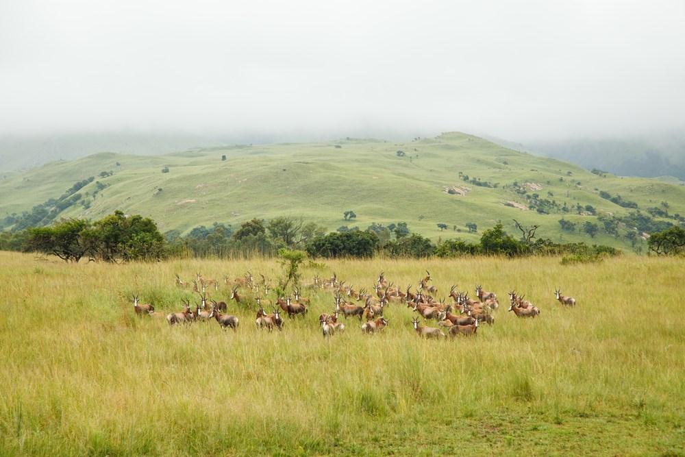 Accommodation at Badplaas, A Forever Resort